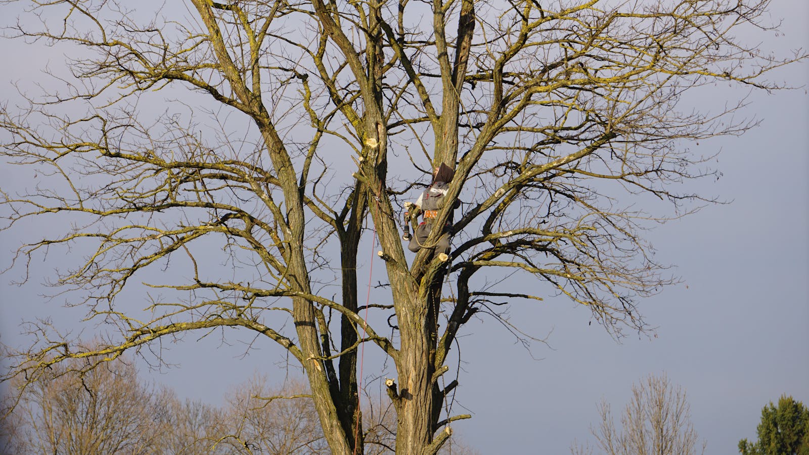 Professional Tree Removal Done Safely