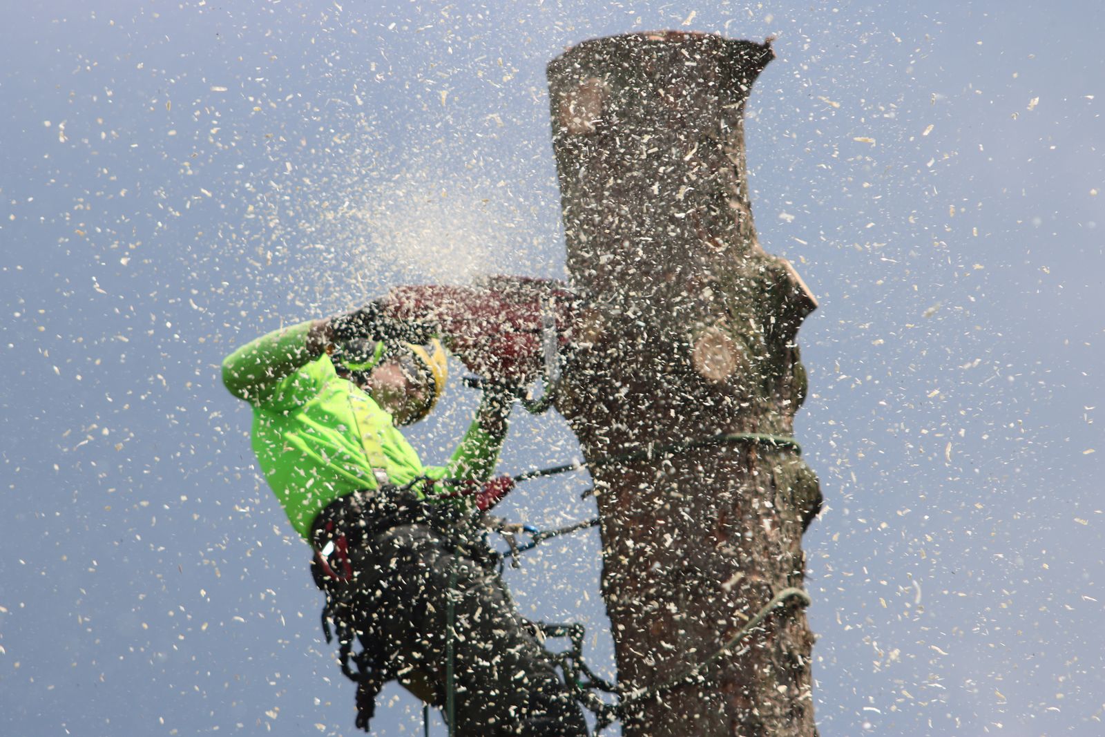 Apex arborist trimming a tree in Idaho Falls