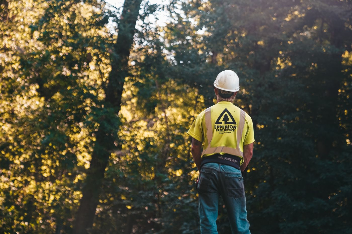 Apex tree care professional
