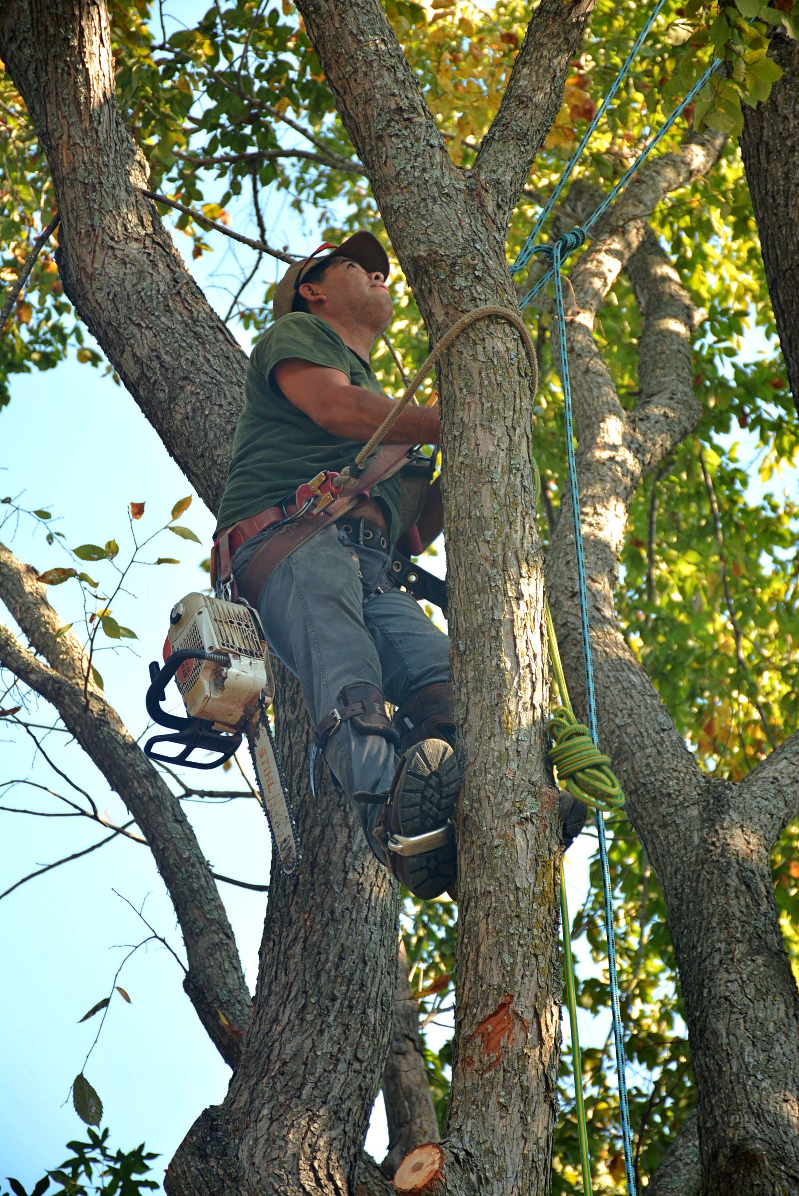 Beautiful, Healthy Trees for Every Idaho Falls Yard